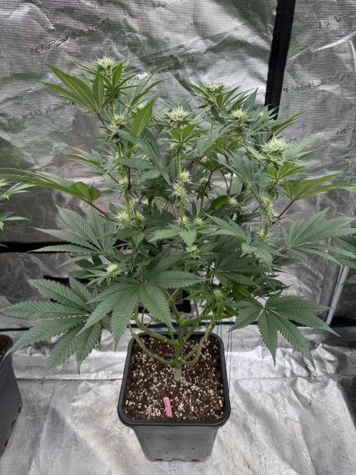 Da Valiotoro 🍦. Week 10