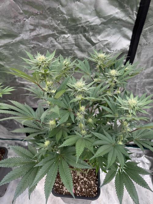 Da Valiotoro 🍦. Week 10