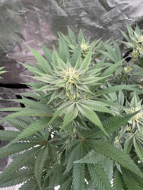 Da Valiotoro 🍦. Week 10