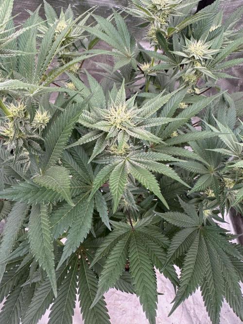 Da Valiotoro 🍦. Week 10