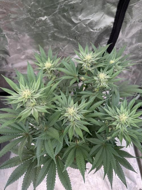 Da Valiotoro 🍦. Week 10