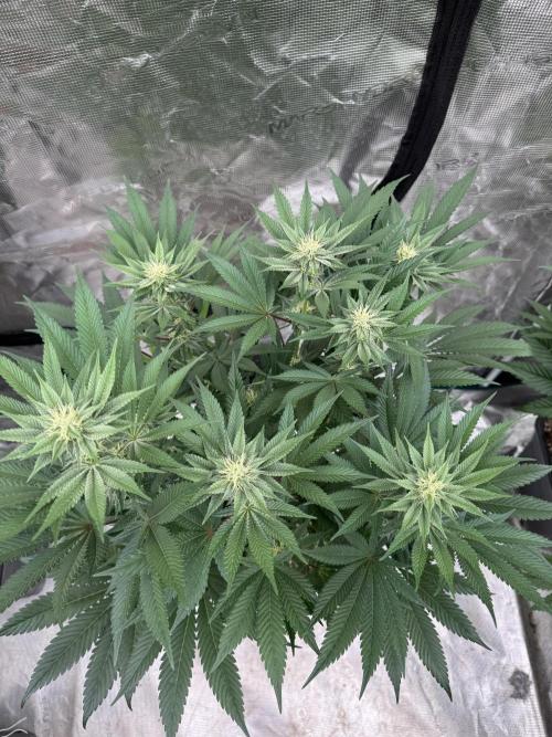 Da Valiotoro 🍦. Week 10