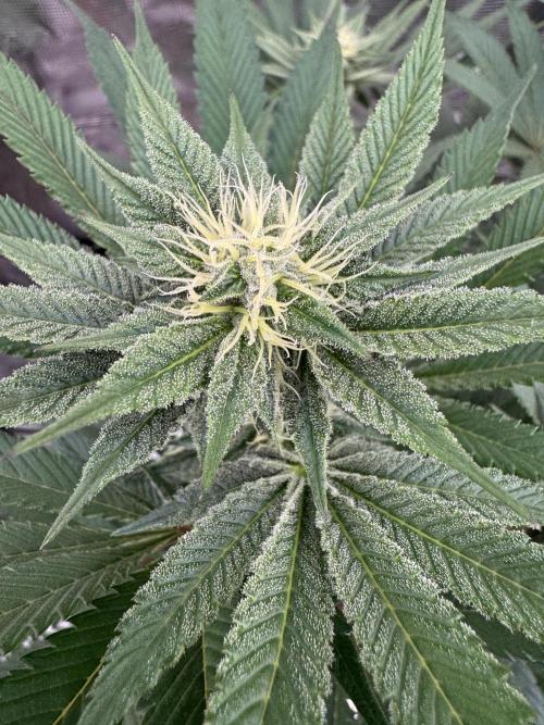 Da Valiotoro 🍦. Week 10