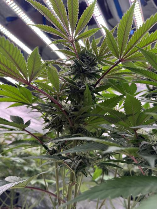 Lemon Tree x Banana Krumble. Week 10