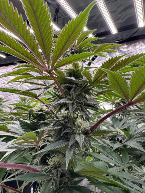 Lemon Tree x Banana Krumble. Week 10