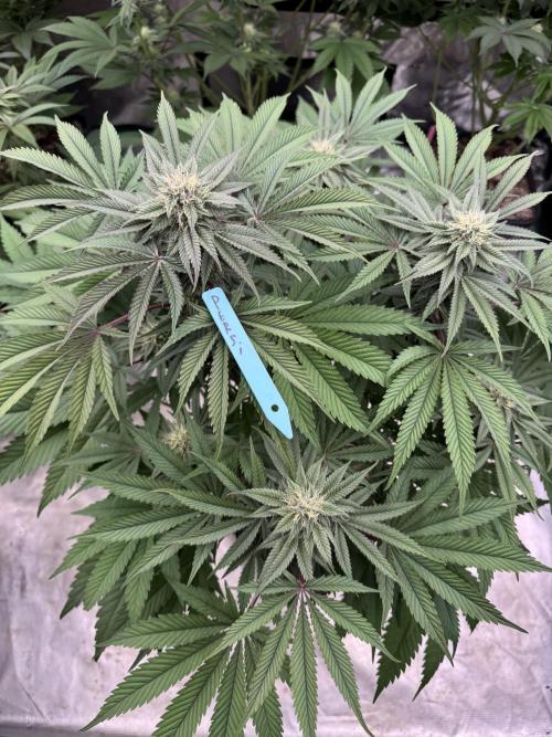 Lemon Tree x Banana Krumble. Week 10