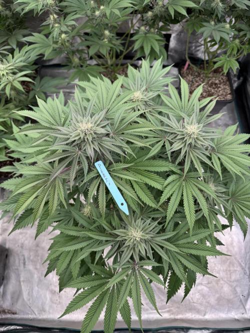 Lemon Tree x Banana Krumble. Week 10