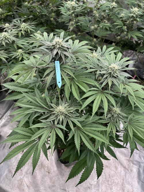 Lemon Tree x Banana Krumble. Week 10