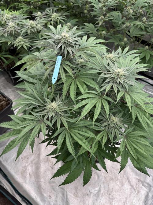 Lemon Tree x Banana Krumble. Week 10