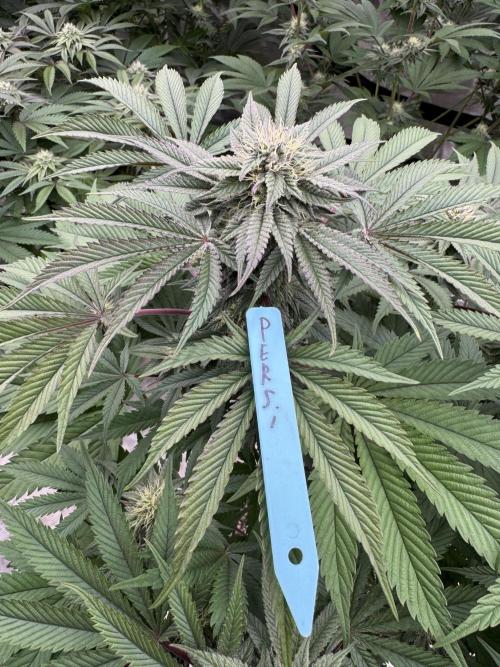 Lemon Tree x Banana Krumble. Week 10