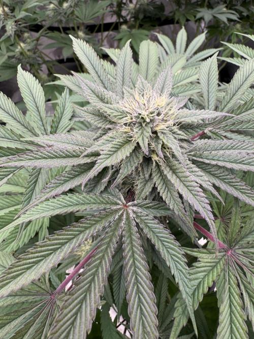 Lemon Tree x Banana Krumble. Week 10