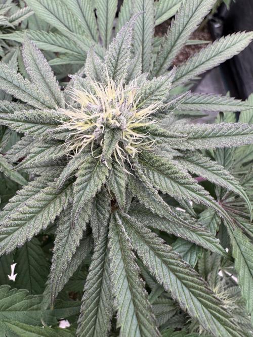 Lemon Tree x Banana Krumble. Week 10