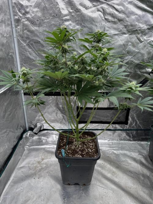 Tropical duo 🏝️. Week 10