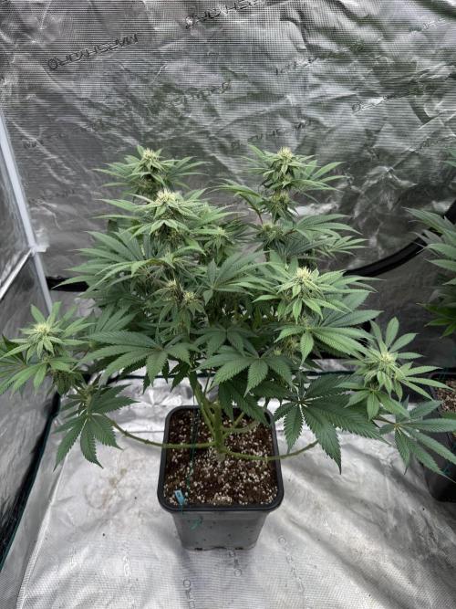 Tropical duo 🏝️. Week 10