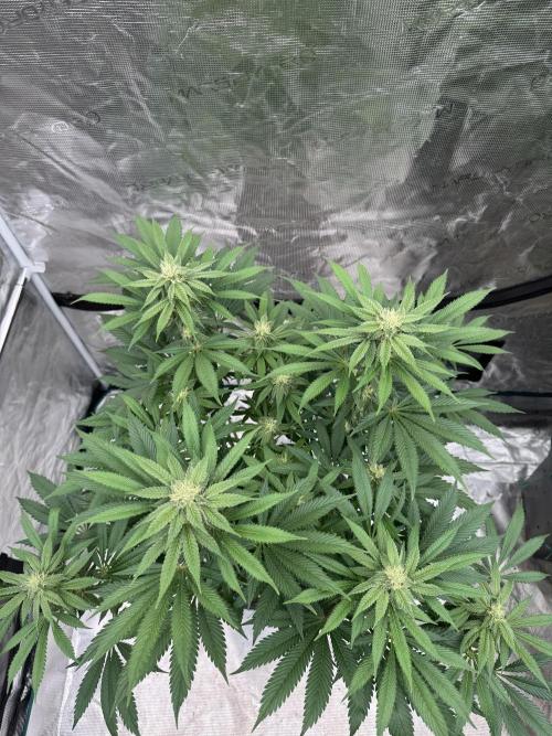 Tropical duo 🏝️. Week 10