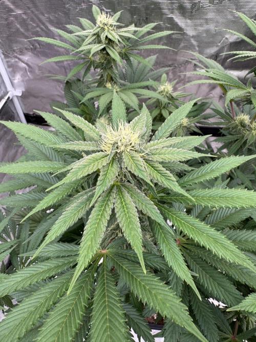 Tropical duo 🏝️. Week 10