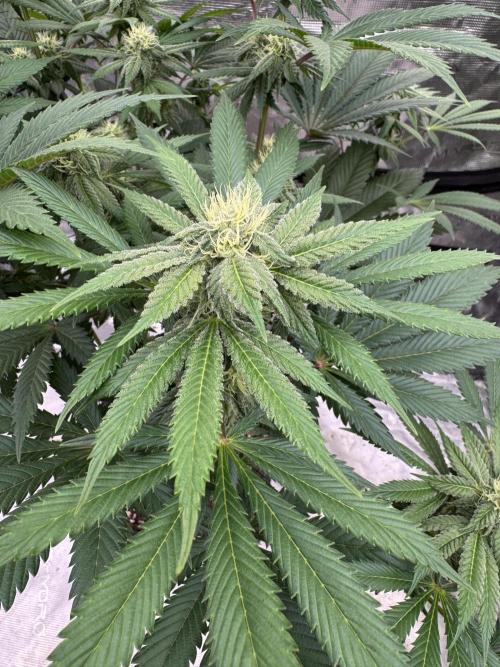 Tropical duo 🏝️. Week 10