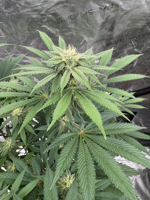 Tropical duo 🏝️. Week 10