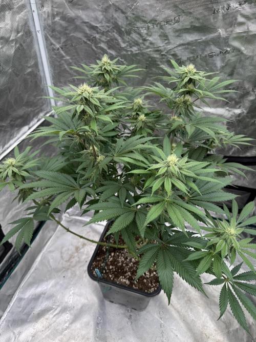 Tropical duo 🏝️. Week 10