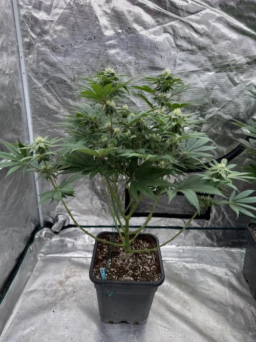 Tropical duo 🏝️. Week 10