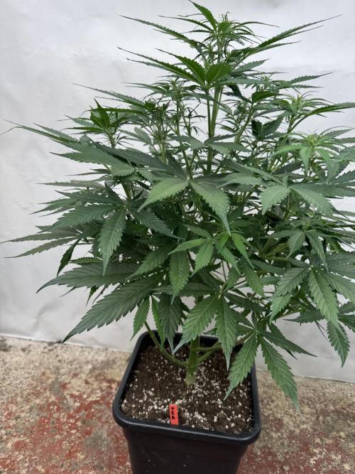 Orange Zest 🍊🍸. Week 6