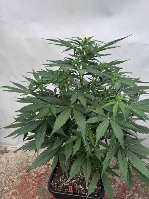 Orange Zest 🍊🍸. Week 6