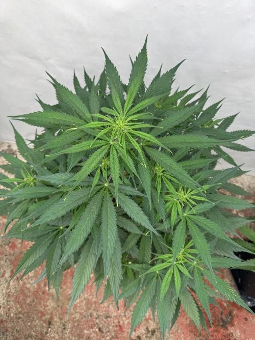 Orange Zest 🍊🍸. Week 6