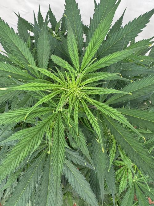 Orange Zest 🍊🍸. Week 6