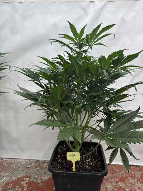 Guava 🍐🍓. Week 6