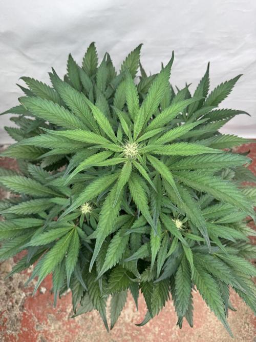 Guava 🍐🍓. Week 6