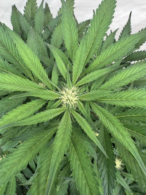 Guava 🍐🍓. Week 6