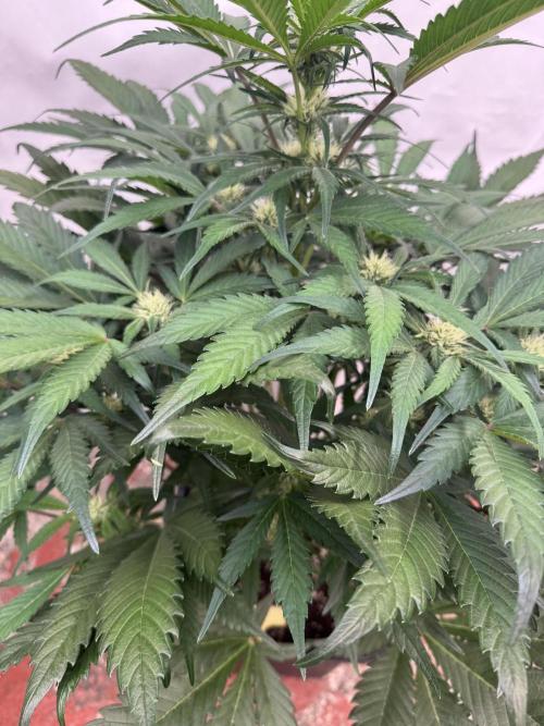 Guava 🍐🍓. Week 6