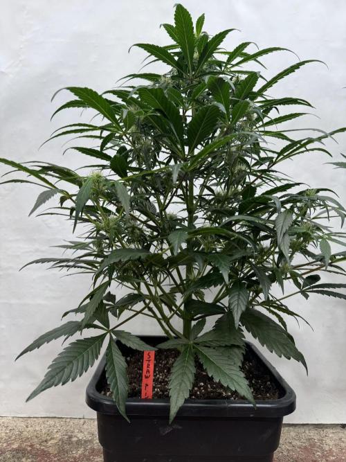 Sweet Crust 🥧. Week 6