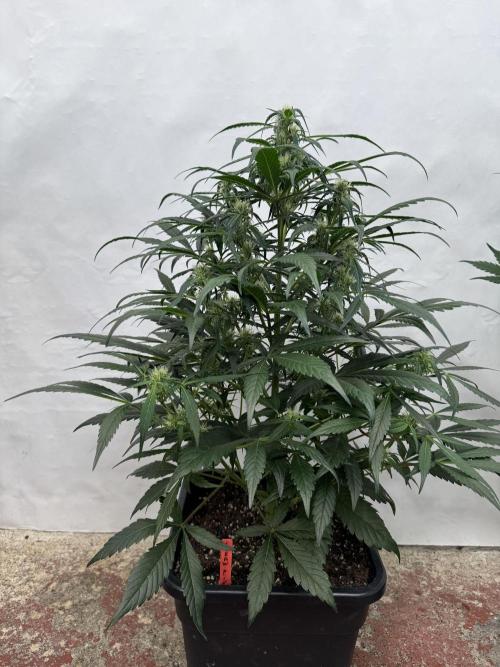 Sweet Crust 🥧. Week 6