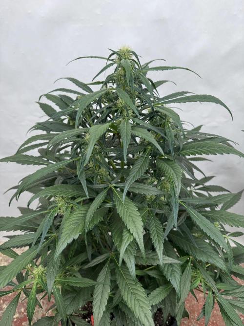 Sweet Crust 🥧. Week 6