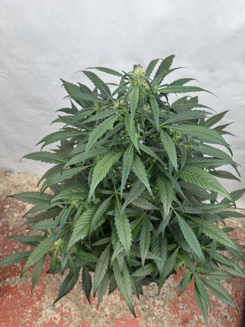 Sweet Crust 🥧. Week 6