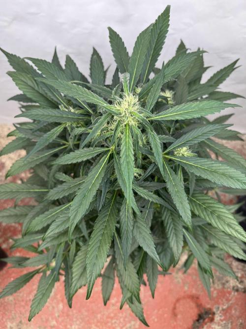 Sweet Crust 🥧. Week 6