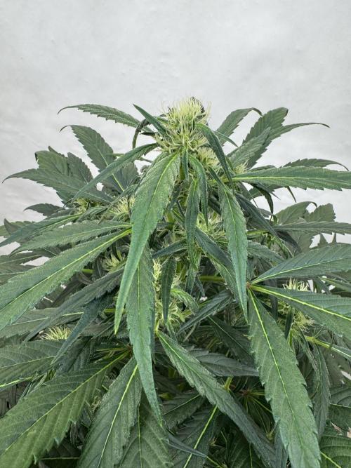 Sweet Crust 🥧. Week 6