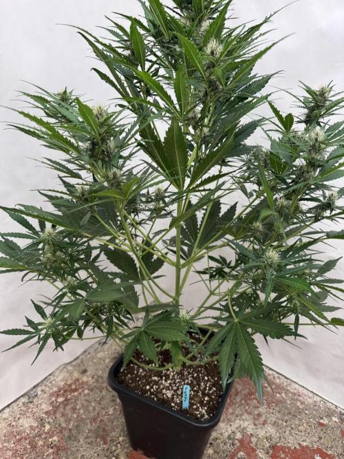 Purple Haze 😈. Week 6