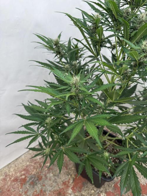 Purple Haze 😈. Week 6