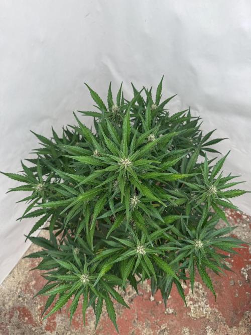 Purple Haze 😈. Week 6