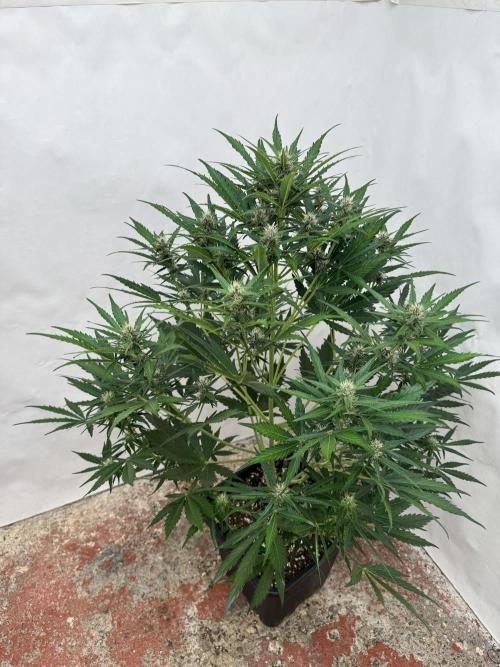 Purple Haze 😈. Week 6