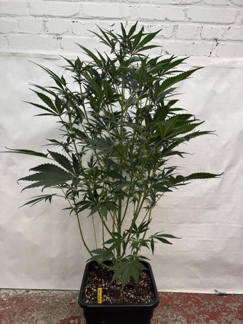 Cherish the Cherry Cola. Week 6