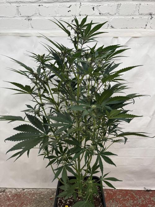 Cherish the Cherry Cola. Week 6