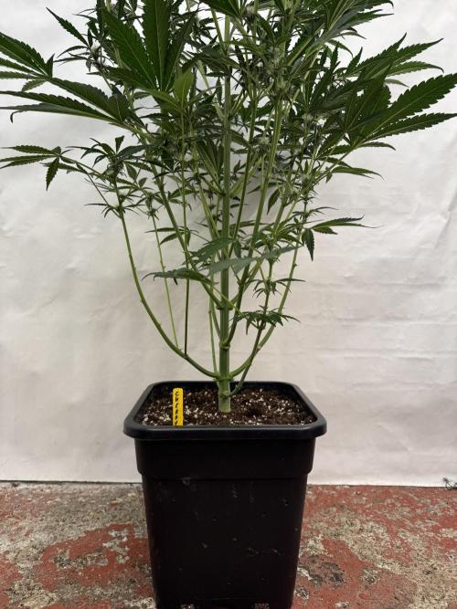 Cherish the Cherry Cola. Week 6