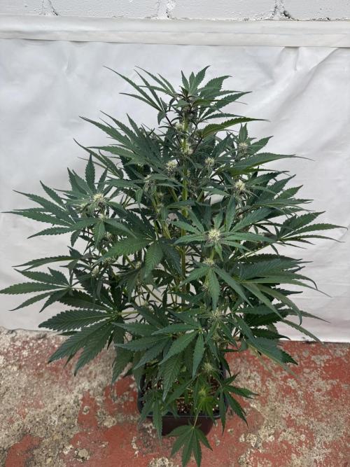 Cherish the Cherry Cola. Week 6