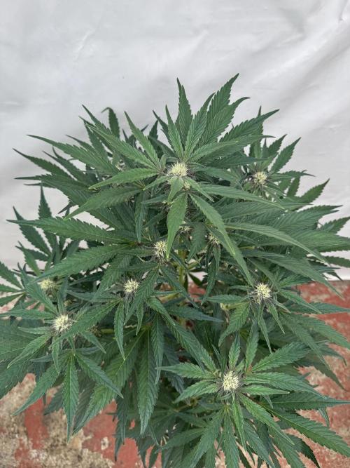 Cherish the Cherry Cola. Week 6