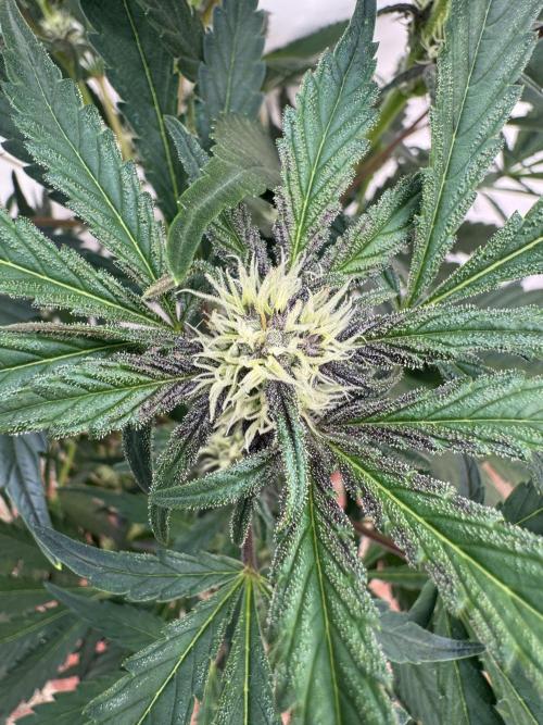 Cherish the Cherry Cola. Week 6