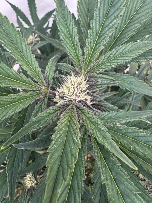 Cherish the Cherry Cola. Week 6