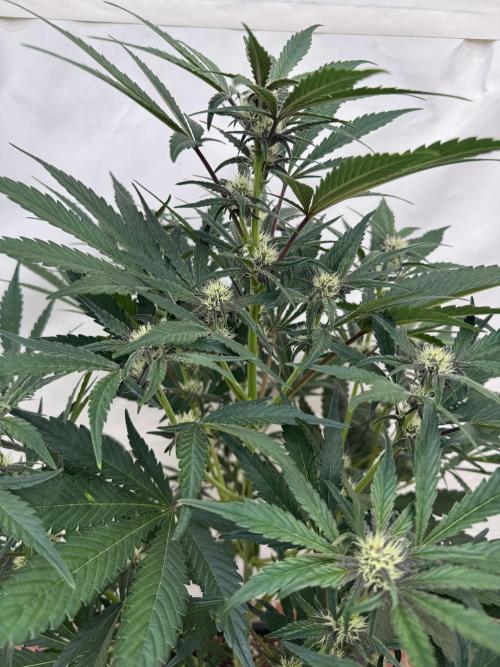 Cherish the Cherry Cola. Week 6